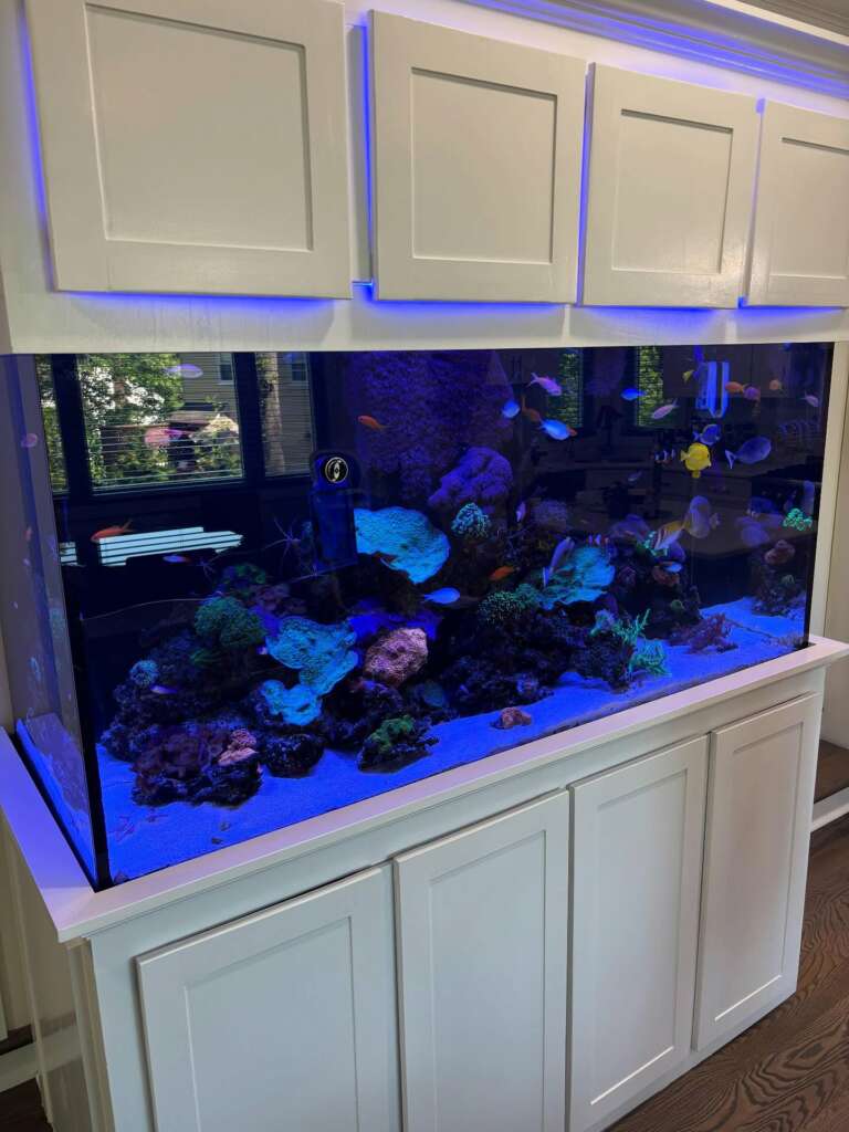Custom Aquarium 240 Gallon Tank