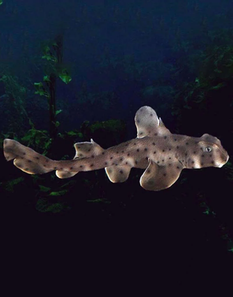 It’s Shark Week – Time to Build Your Own Tank of Terror!