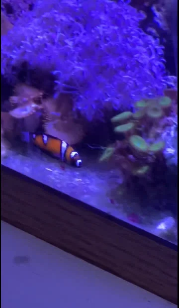 Juvenile Yellowtail Coris Wrasse: Known for Color and Pattern Changes as They Mature
