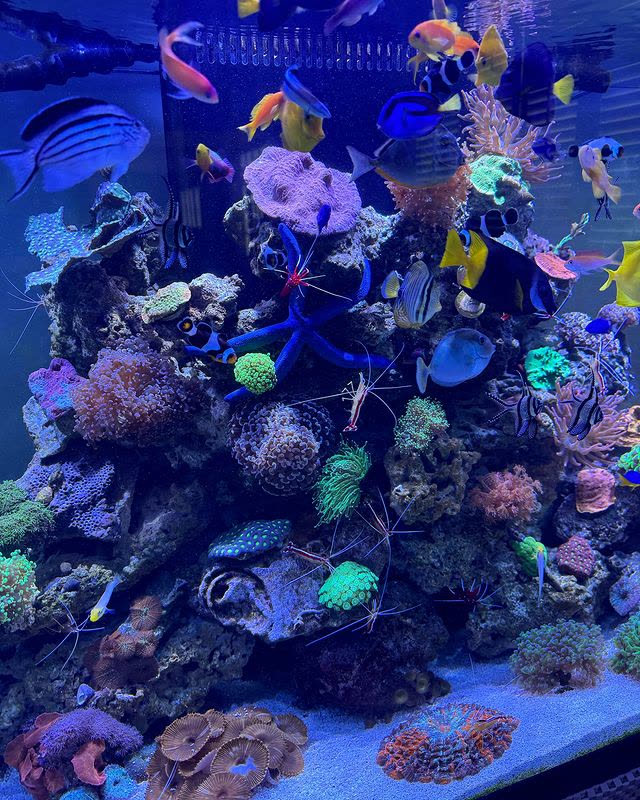 Marine Masterpiece: A Diverse Spread of Corals