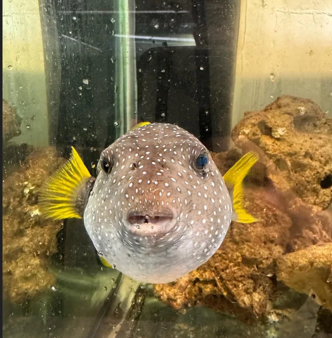 Puffer Fish: A Unique and Fascinating Fish for Aquarium Lovers