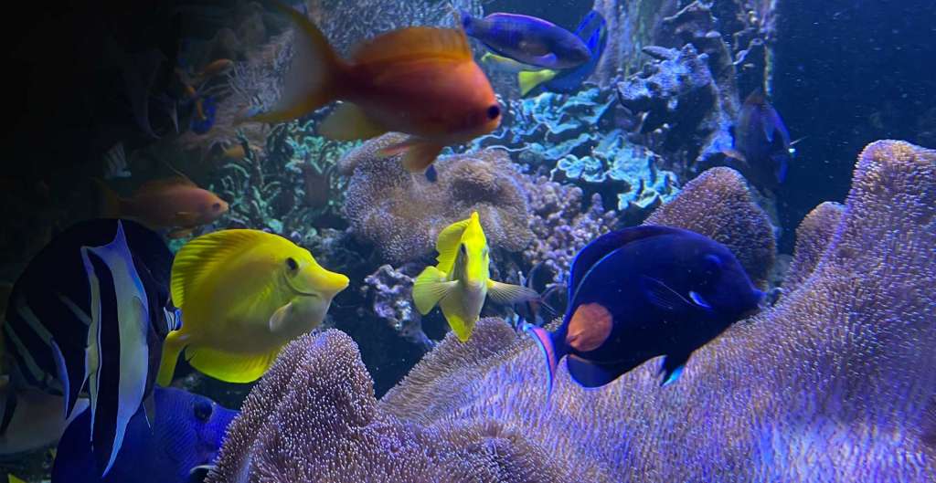 We keep the fish in your aquarium happy.