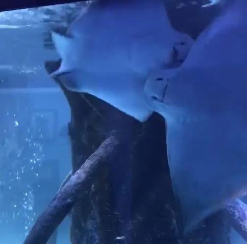 We love our bat rays