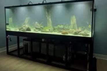 550-Gallon Freshwater Stingray Aquarium