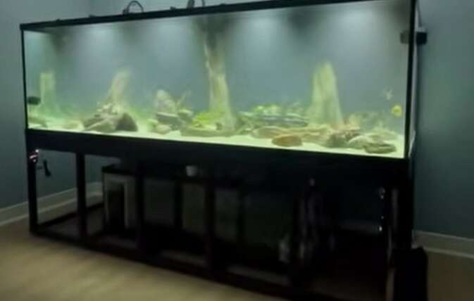 550-Gallon Freshwater Stingray Aquarium