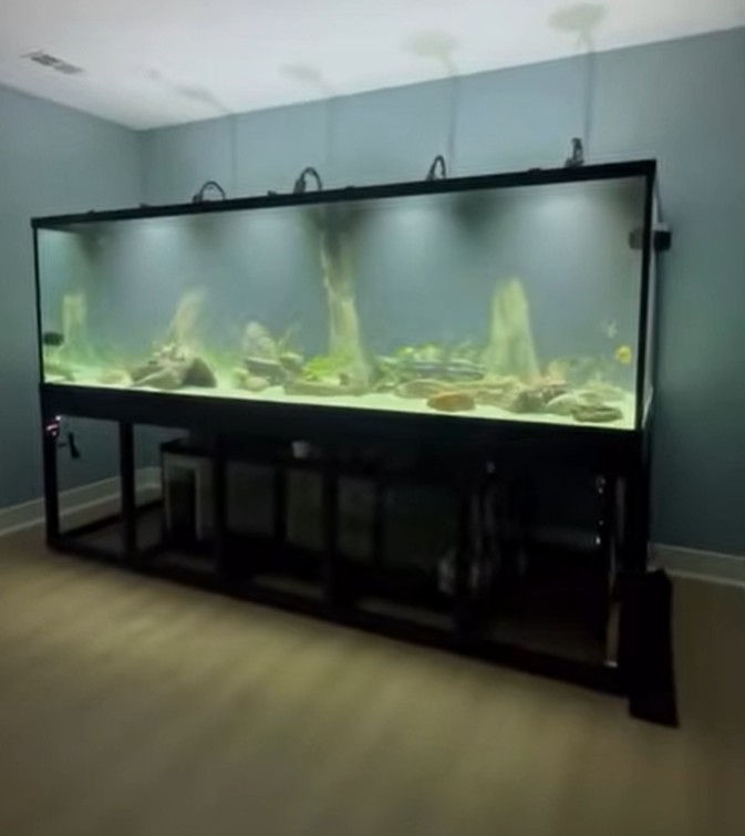 550-Gallon Freshwater Stingray Aquarium