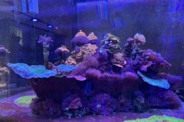 Underwater Beauty | Custom Aquariums by JK-Fish