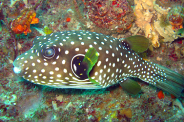 Puffer Fish: A Unique and Fascinating Fish for Aquarium Lovers