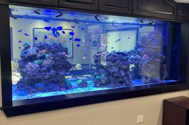 Best Aquarium Tank Size for Beginners in New Jersey: Why the Right Size Matters